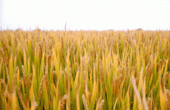 稻谷飘香迎有年|BC贷生产基地奏响丰收乐章