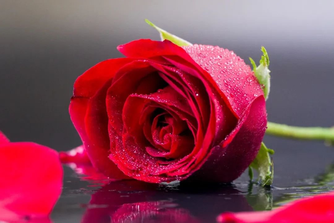 女神节 | 致敬“她”实力，，，，，，，共筑优美未来